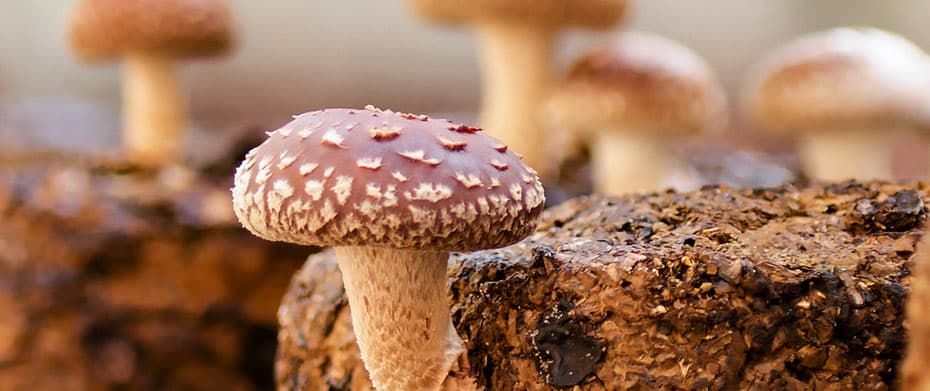 きのこ園きのこ②